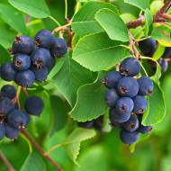 Саженец Ирга Amela в контейнере